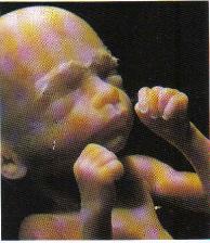 J._22_weeks-194x224
