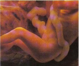 K._28_weeks-279x234
