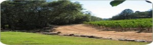country_road_near_vineyard-627x184