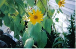 last_sunflower-371x240